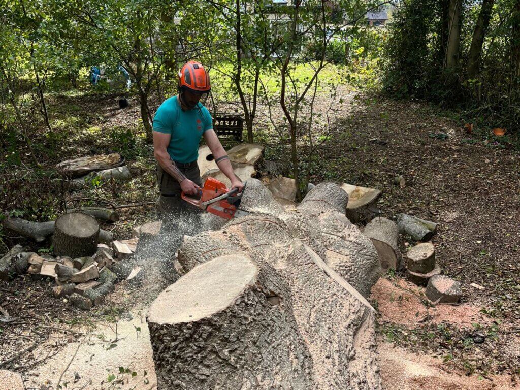 Emergency tree service