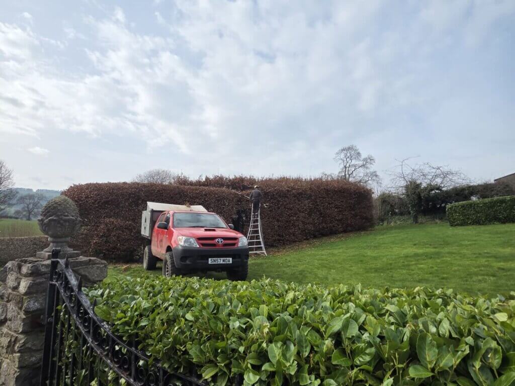Hedge trimming cover image