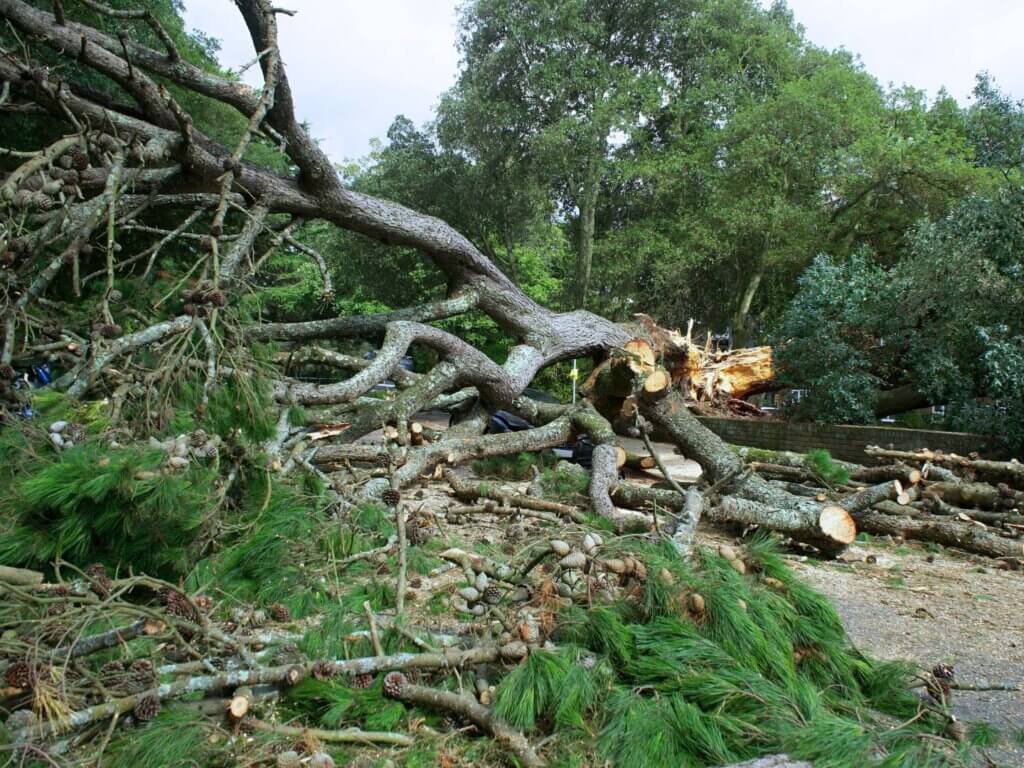 emergency tree service image