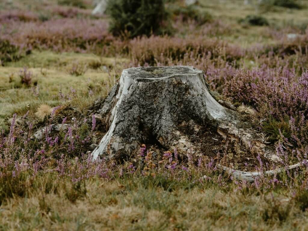 stump grinding service image