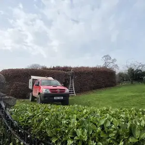 hedge trimming and removal