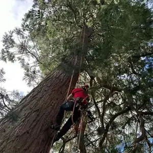 Professional tree risk assessment