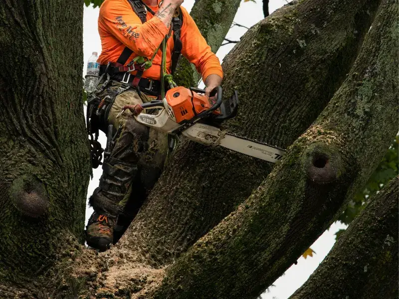 tree crown reduction service image
