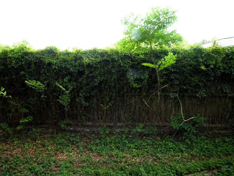 hedge trimming and removal service image