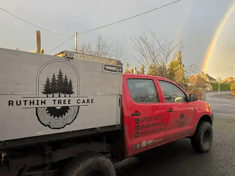 tree surgeon mold