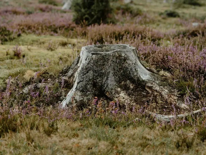 stump grinding service image