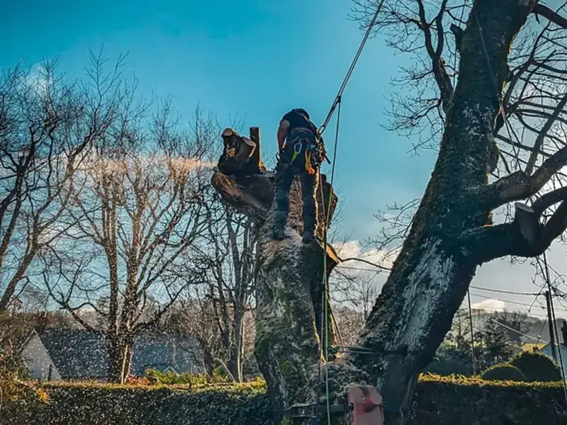 tree crown reduction and tree pruning hero image