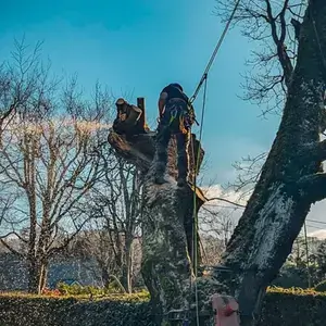 tree crown reduction tree pruning