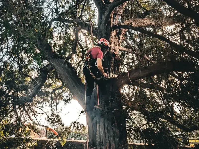 tree removal cutting felling service image