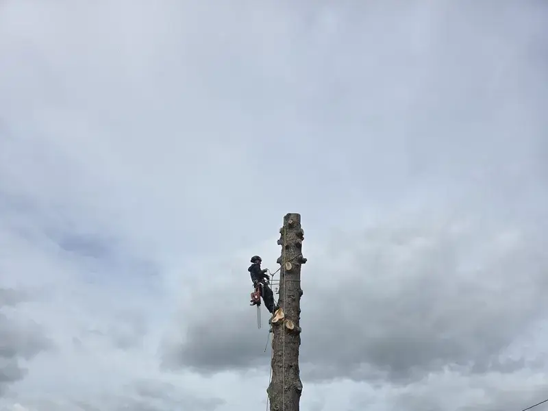 tree removal cutting trimming hero image