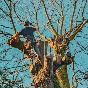 Tree removal cutting and felling